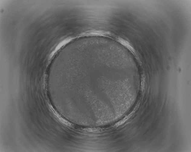 X0000085041404200703191221