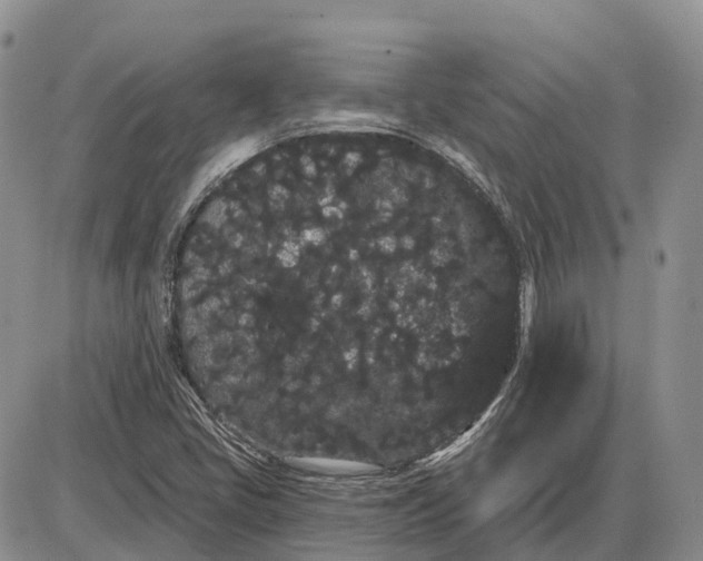 X0000085041405200703191221