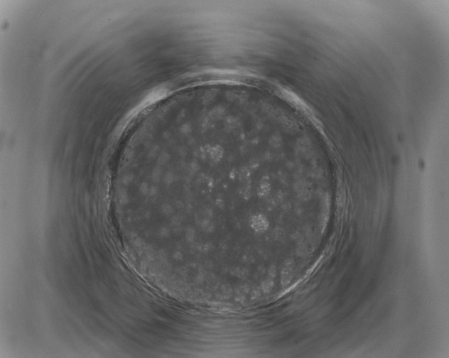 X0000085041411200703191221