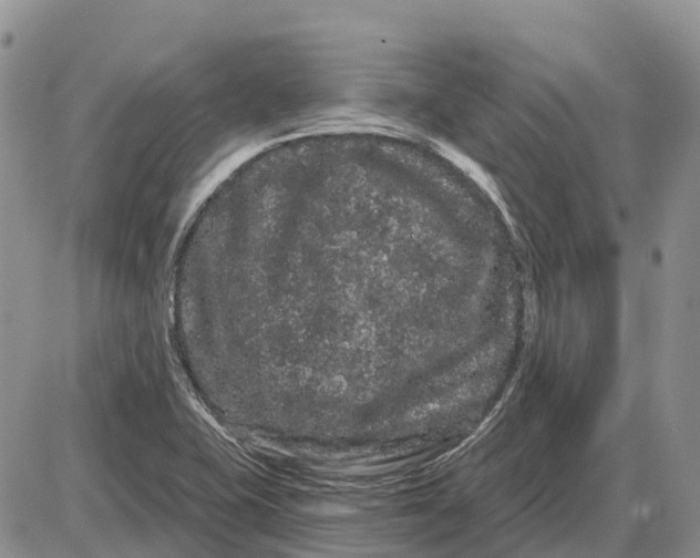 X0000085041415200703191221