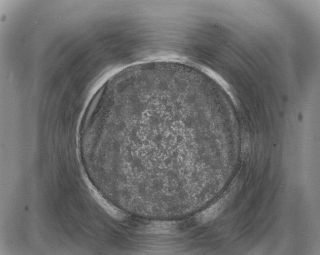 X0000085041423200703191221