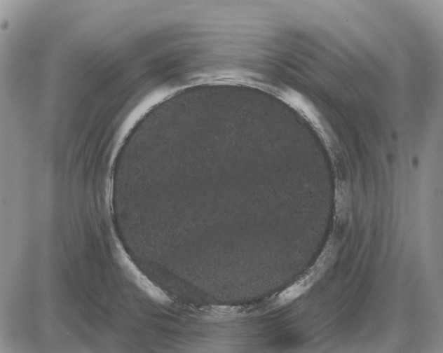 X0000085041424200703191221