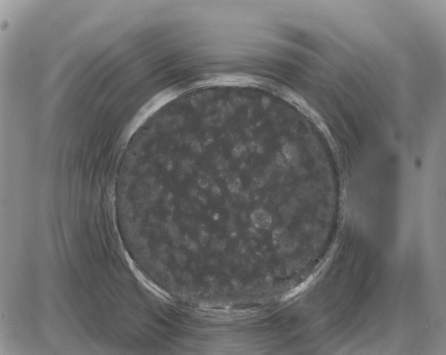 X0000085041425200703191221