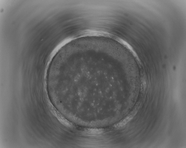 X0000085041427200703191221