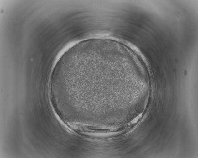 X0000085041432200703191221