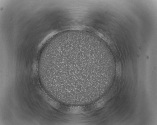 X0000085041454200703191221