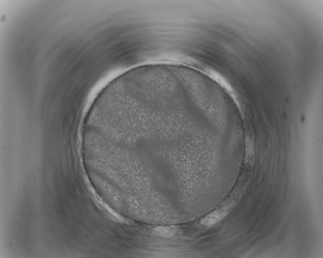 X0000085041480200703191220