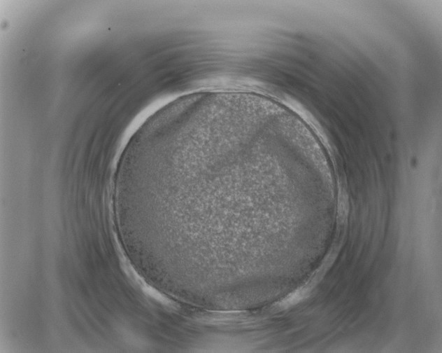 X0000085041486200703191220