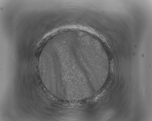 X0000085041494200703191219