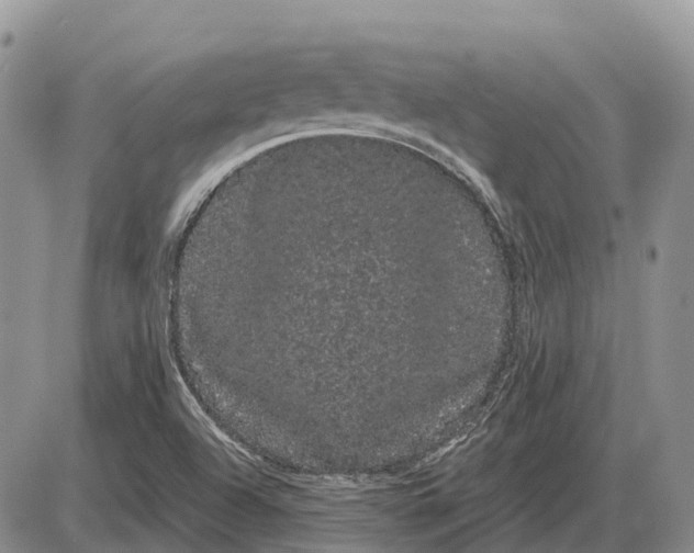 X0000085041504200703191219