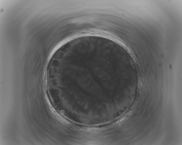 X0000085041522200703191220