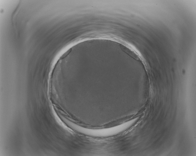 X0000085041528200703191220