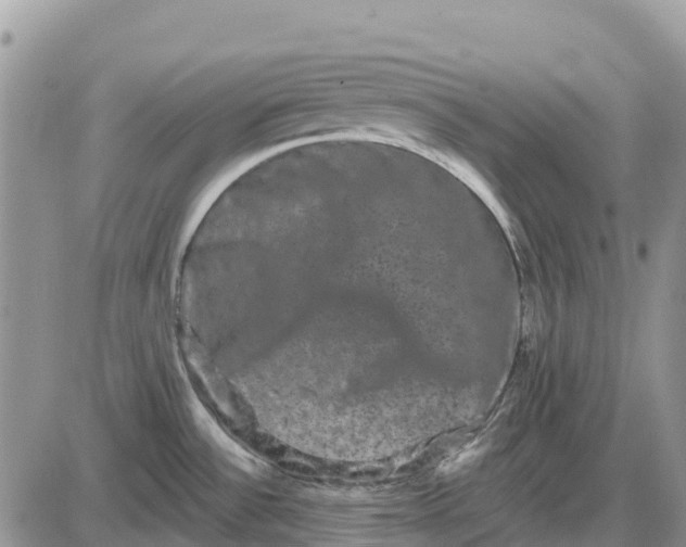 X0000085041532200703191220