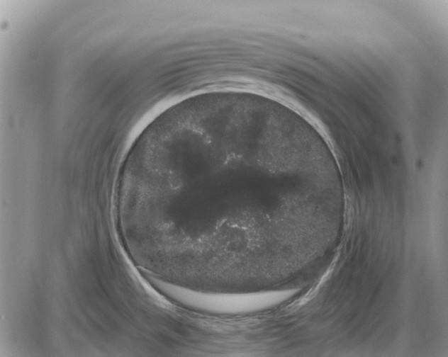 X0000085041533200703191220