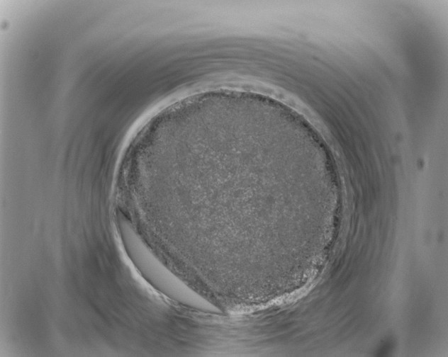 X0000085041536200703191220