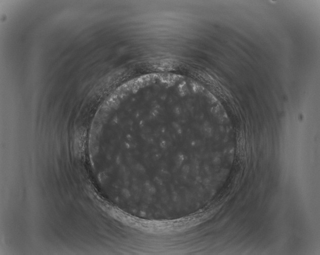 X0000085040030200703261323