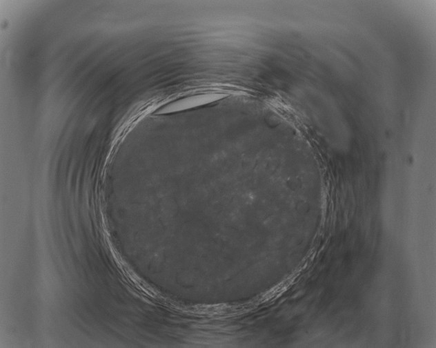 X0000085040049200703261322