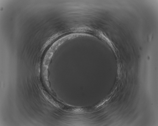 X0000085040059200703261322