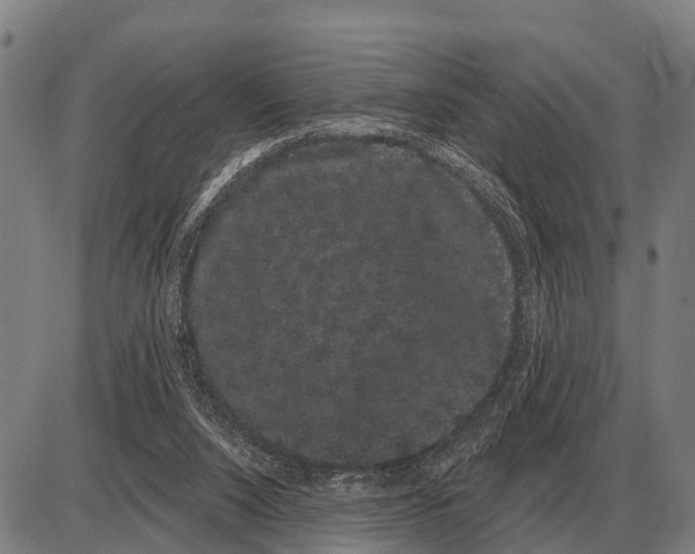 X0000085040064200703261323