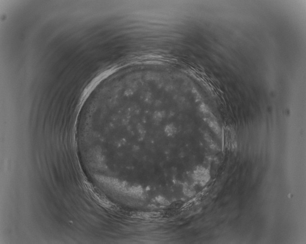 X0000085040147200703261321