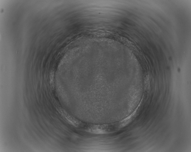 X0000085040178200703261321