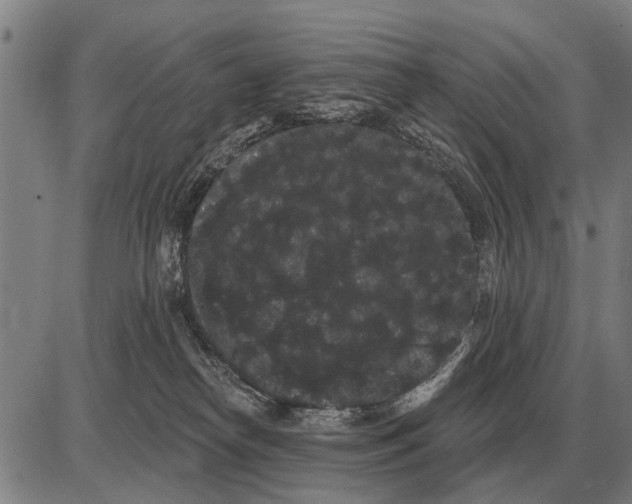 X0000085040182200703261321