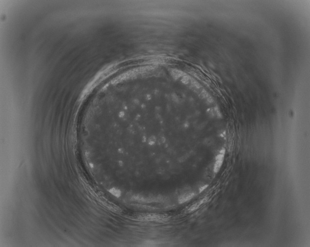 X0000085040198200703261321