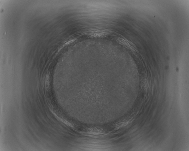 X0000085040215200703261320