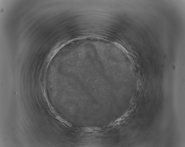 X0000085040241200703261319