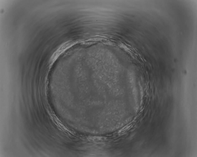 X0000085040242200703261319