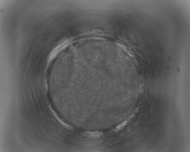 X0000085040245200703261319
