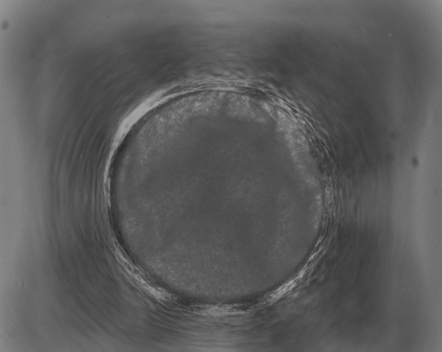 X0000085040246200703261319
