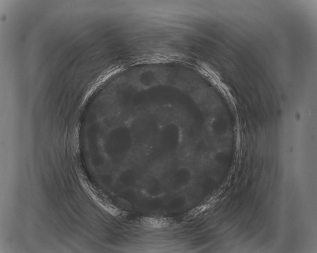 X0000085040250200703261319