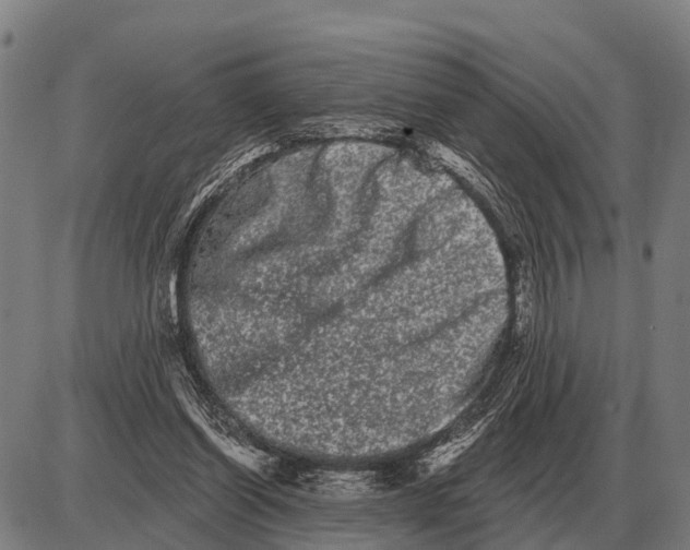 X0000085040254200703261319