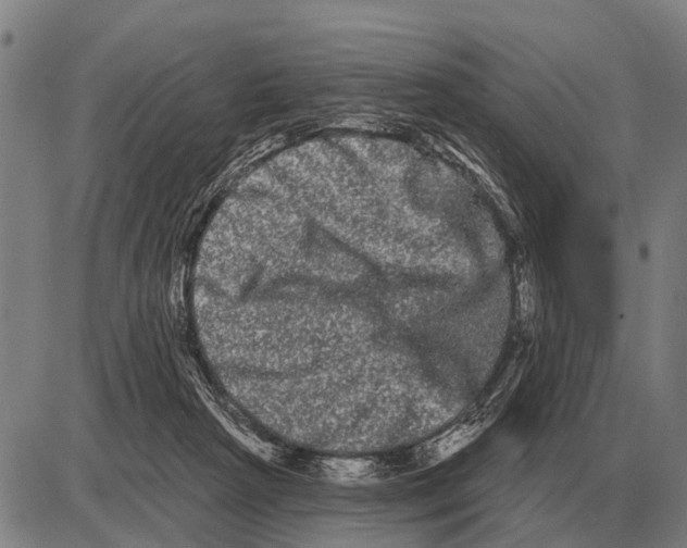 X0000085040265200703261319
