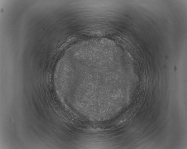 X0000085040268200703261319