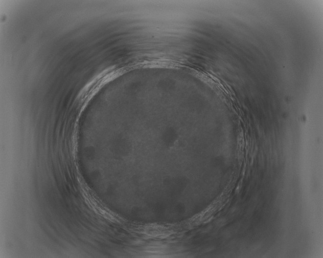 X0000085040290200703261319