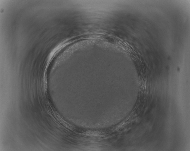 X0000085040294200703261319