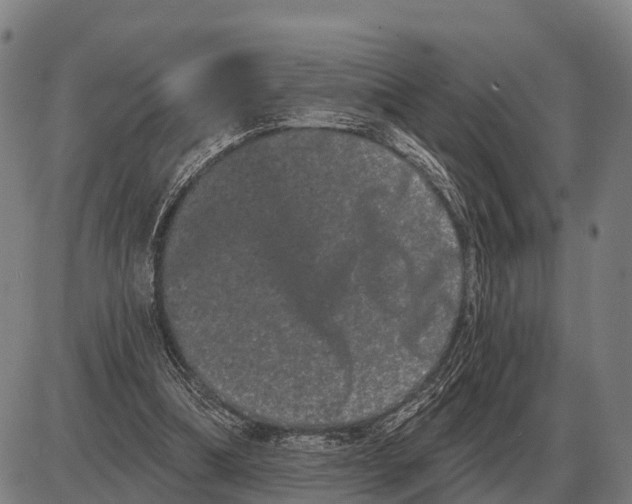 X0000085040298200703261319