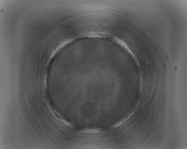 X0000085040299200703261319