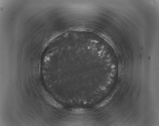 X0000085040301200703261319