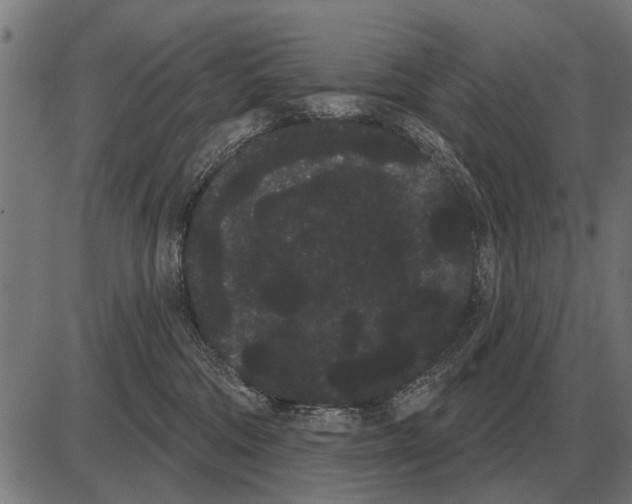X0000085040330200703261318