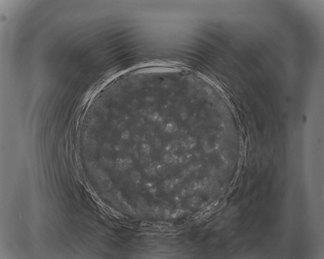 X0000085040337200703261317