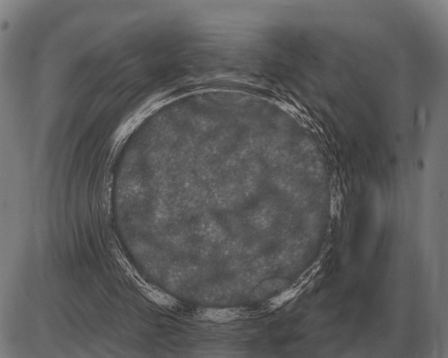 X0000085040341200703261317