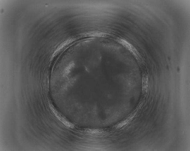 X0000085040349200703261318