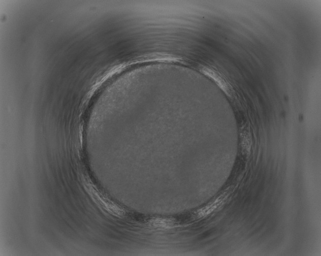 X0000085040350200703261318