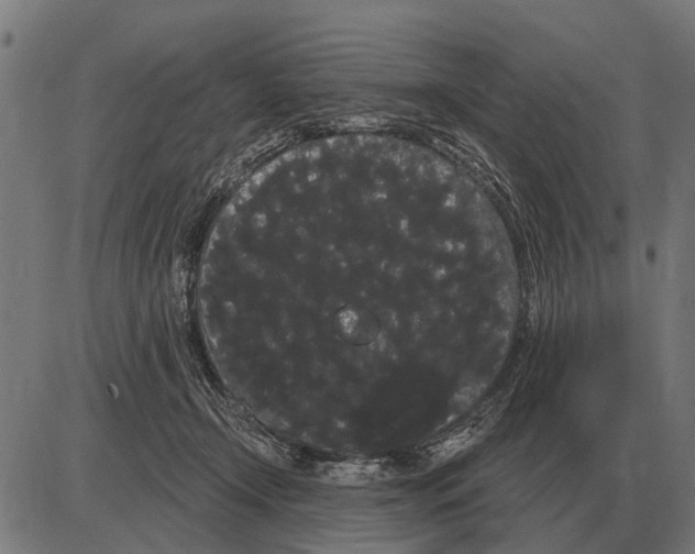X0000085040366200703261318
