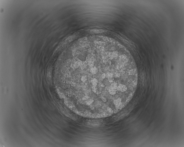 X0000085040373200703261318