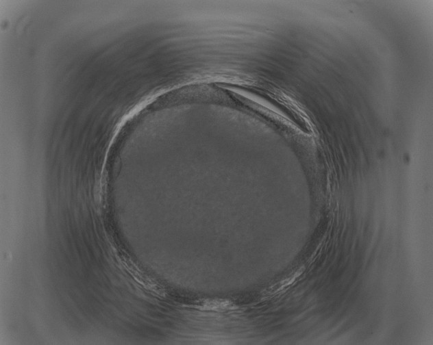 X0000085040388200703261317