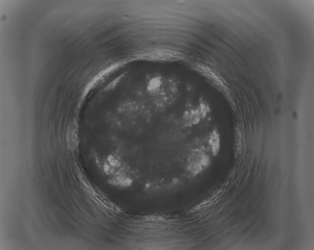 X0000085040392200703261317